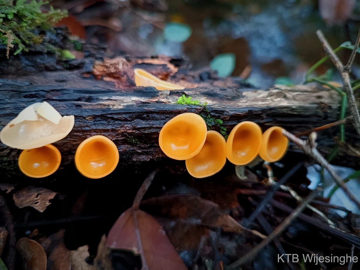 Cookeina tricholoma (Mont.) Kuntze